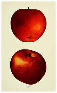 apples